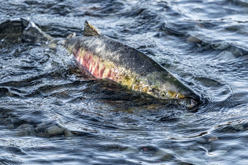 salmon fishing