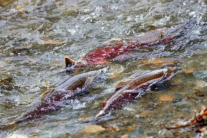 coho salmon